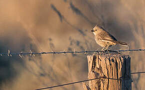 Chirruping Wedgebill