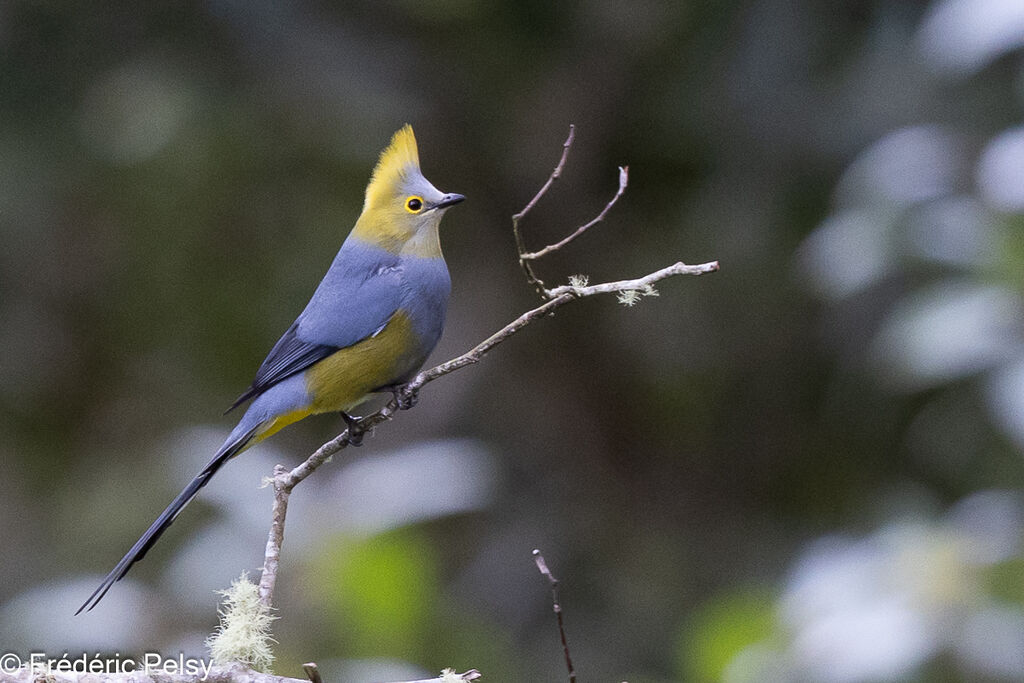 Long-tailed Silky-flycatcher male