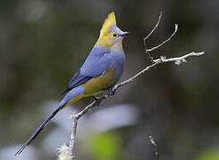 Long-tailed Silky-flycatcher