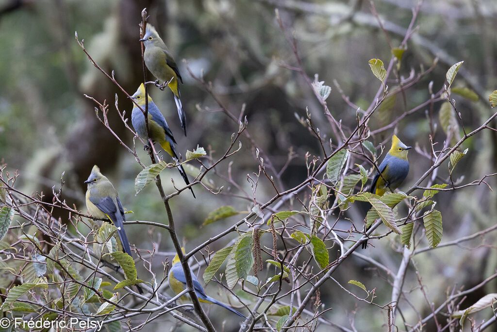 Long-tailed Silky-flycatcher