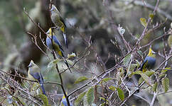 Ptilogon à longue queue