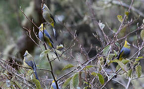 Long-tailed Silky-flycatcher