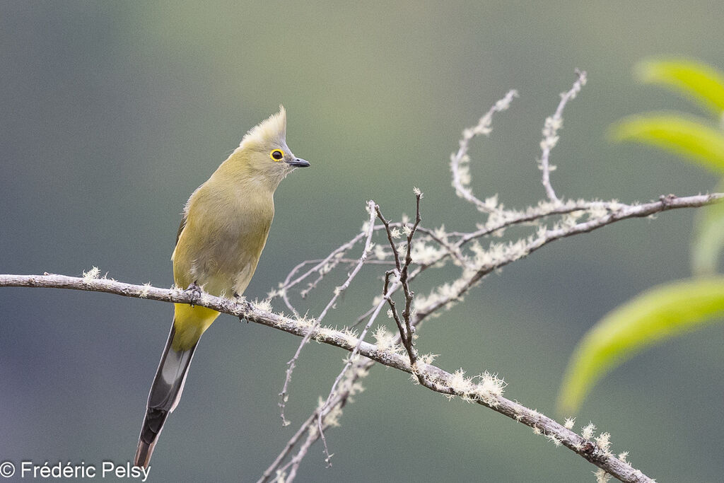 Long-tailed Silky-flycatcher female