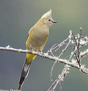 Long-tailed Silky-flycatcher