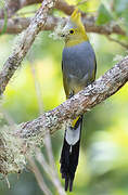 Long-tailed Silky-flycatcher