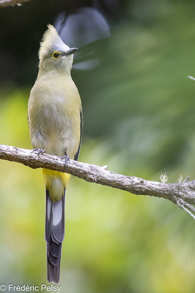 Long-tailed Silky-flycatcher female