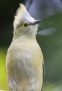 Long-tailed Silky-flycatcher