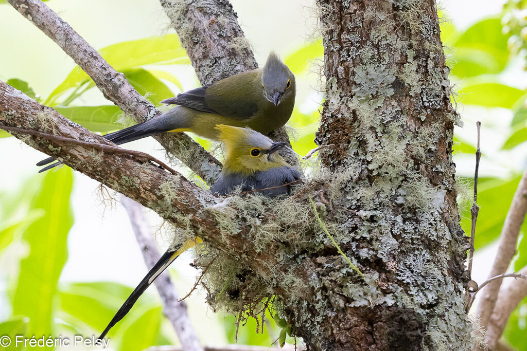 Long-tailed Silky-flycatcheradult, Reproduction-nesting