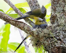 Long-tailed Silky-flycatcher