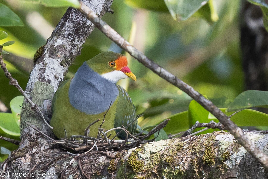 Orange-fronted Fruit Dove