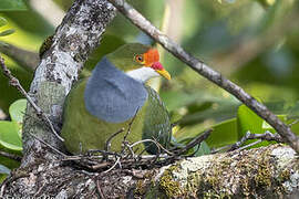 Orange-fronted Fruit Dove