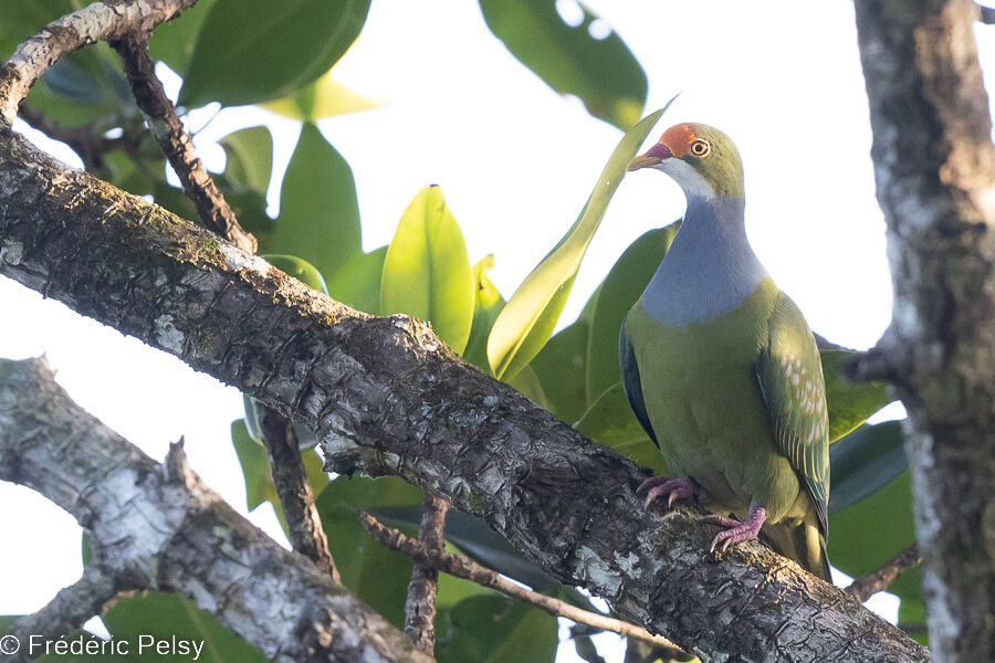 Orange-fronted Fruit Dove