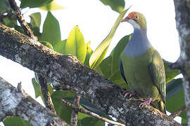 Orange-fronted Fruit Dove