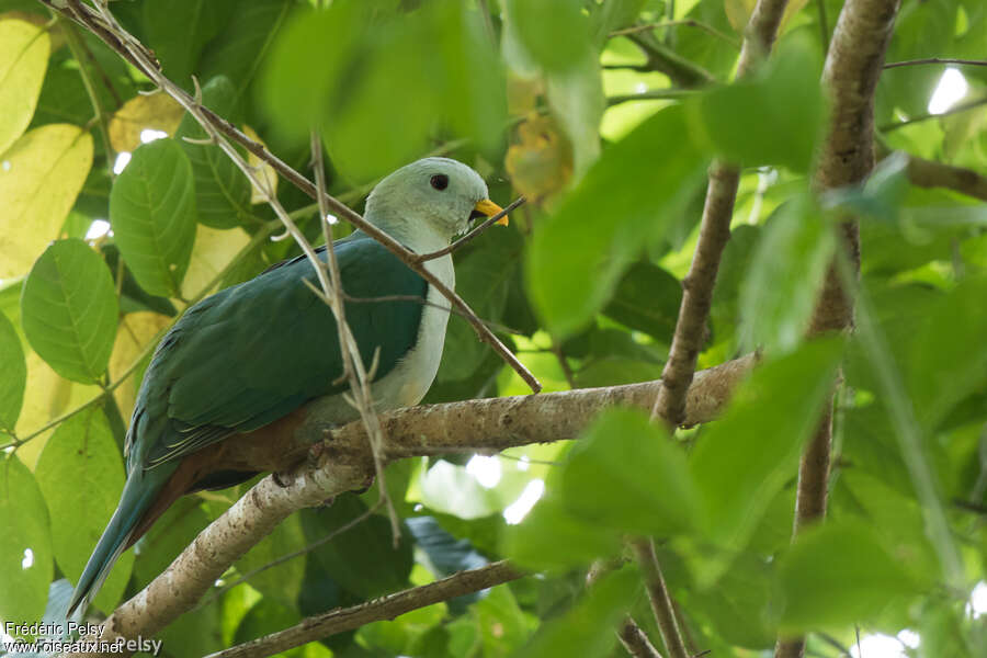 Banggai Fruit Doveadult, identification