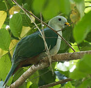 Banggai Fruit Dove