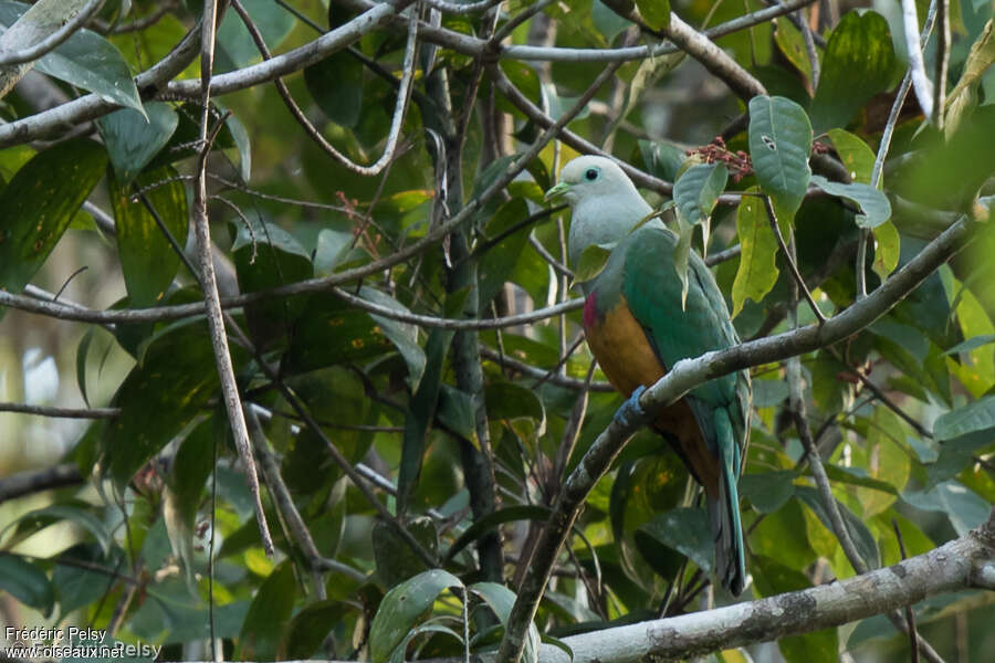 Scarlet-breasted Fruit Dove