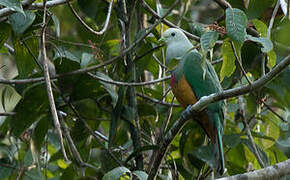 Scarlet-breasted Fruit Dove