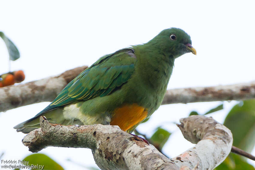 Orange-bellied Fruit Doveadult, identification