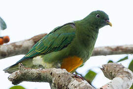 Orange-bellied Fruit Dove