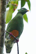 Orange-bellied Fruit Dove