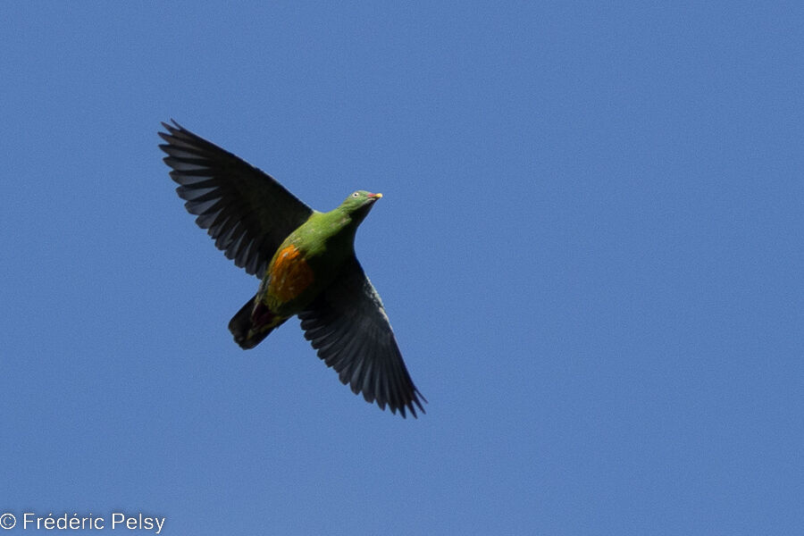 Orange-bellied Fruit Dove