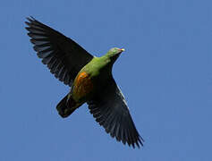 Orange-bellied Fruit Dove