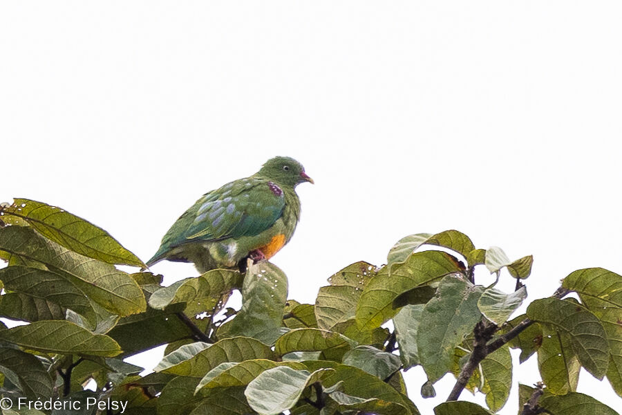 Orange-bellied Fruit Dove