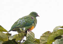 Orange-bellied Fruit Dove