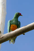 Knob-billed Fruit Dove