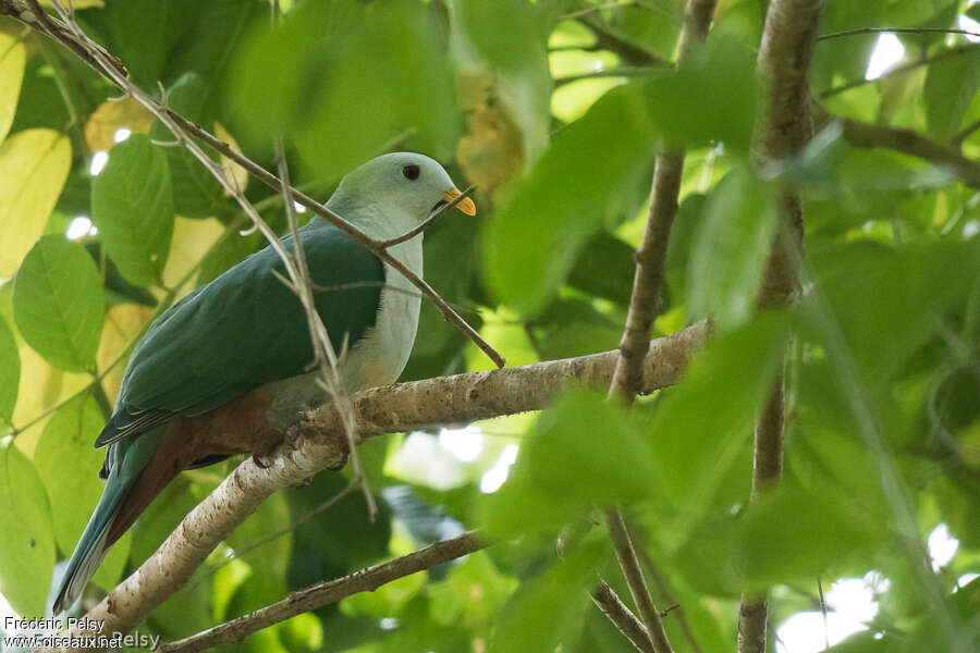 Oberholser's Fruit Doveadult, identification