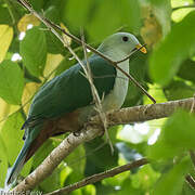 Oberholser's Fruit Dove