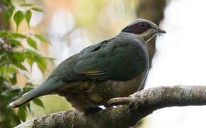 Red-eared Fruit Dove