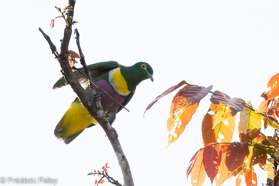 Geelvink Fruit Dove