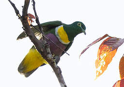 Geelvink Fruit Dove