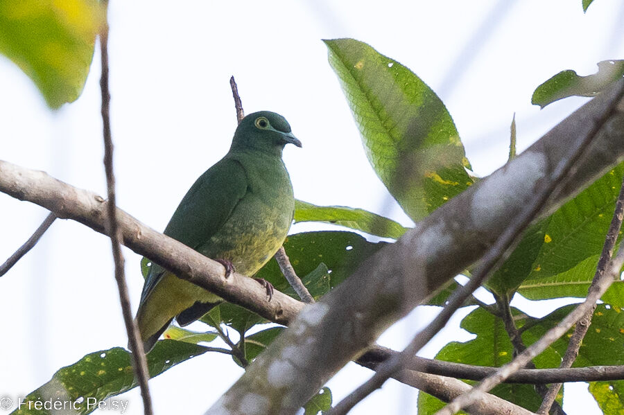 Geelvink Fruit Dove