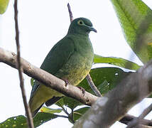 Geelvink Fruit Dove