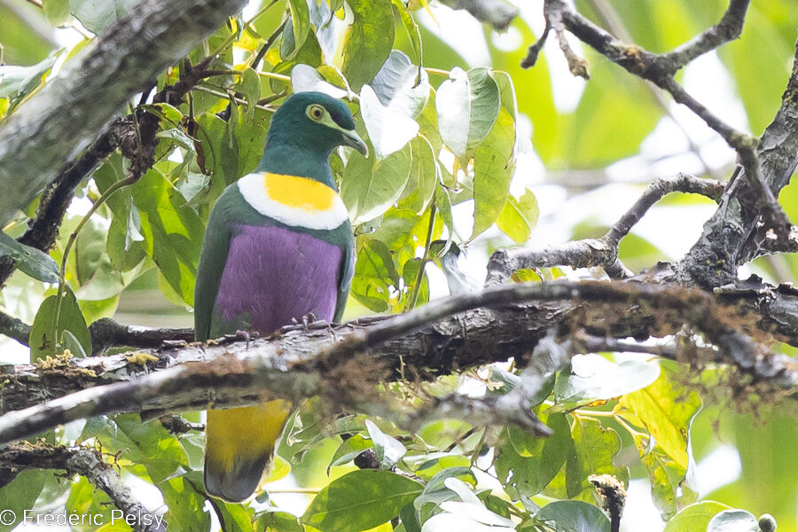 Geelvink Fruit Dove