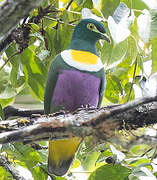 Geelvink Fruit Dove