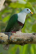 Black-chinned Fruit Dove