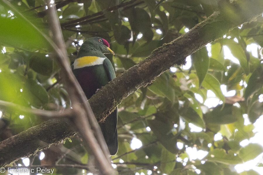 White-bibbed Fruit Dove