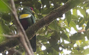 White-bibbed Fruit Dove