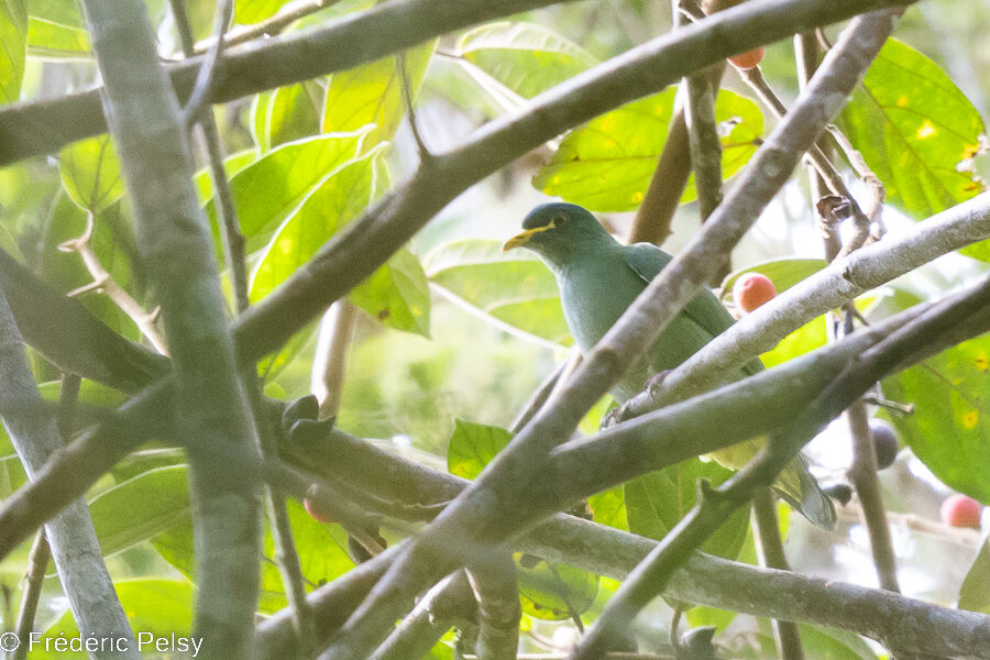 White-bibbed Fruit Dove