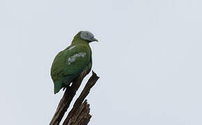 Grey-headed Fruit Dove