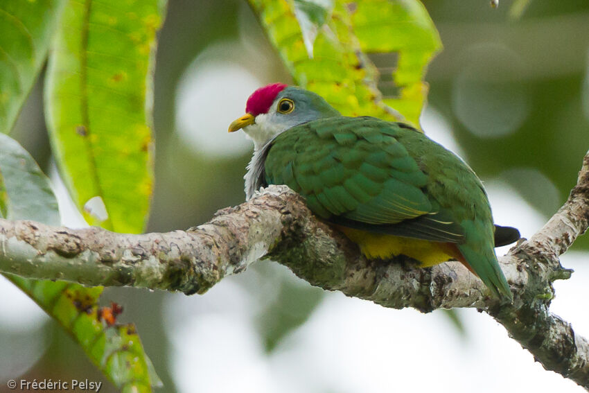 Beautiful Fruit Doveadult