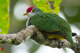 Beautiful Fruit Dove