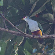 Beautiful Fruit Dove