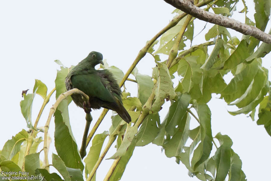 Blue-capped Fruit Dove female