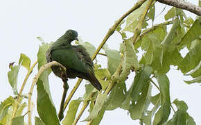 Blue-capped Fruit Dove