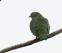 Blue-capped Fruit Dove