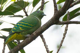 Dwarf Fruit Dove